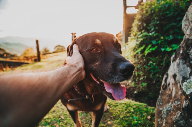 ¿Cómo educar a un perro adulto?