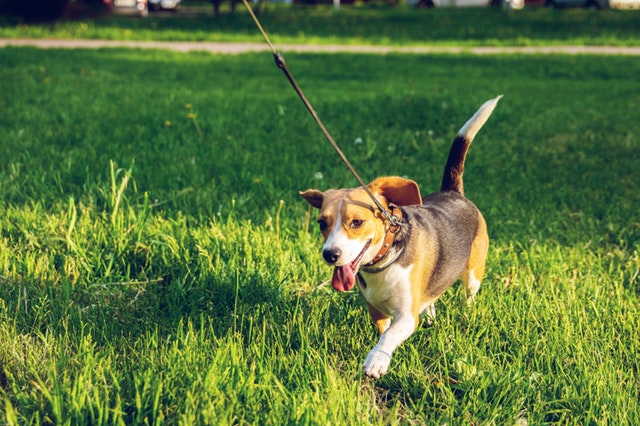 Consejos para pasear al perro