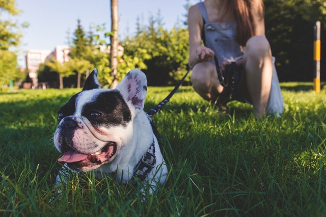 Consejos para pasear al perro