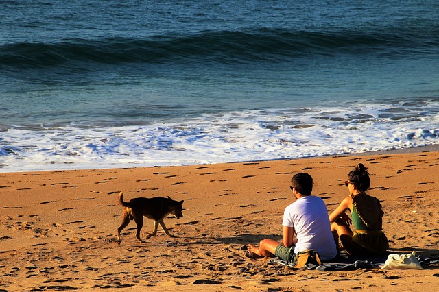 Perro tras las vacaciones