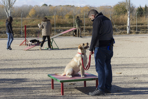 Errores en el adiestramiento canino