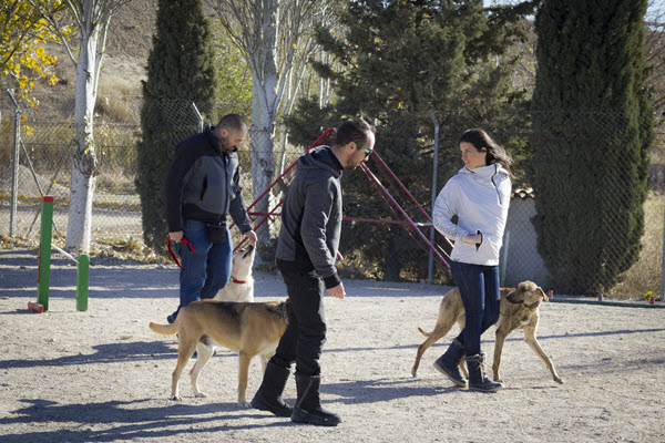 Problemas al entrenar un perro