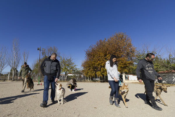 Elegir escuela de adiestramiento canino