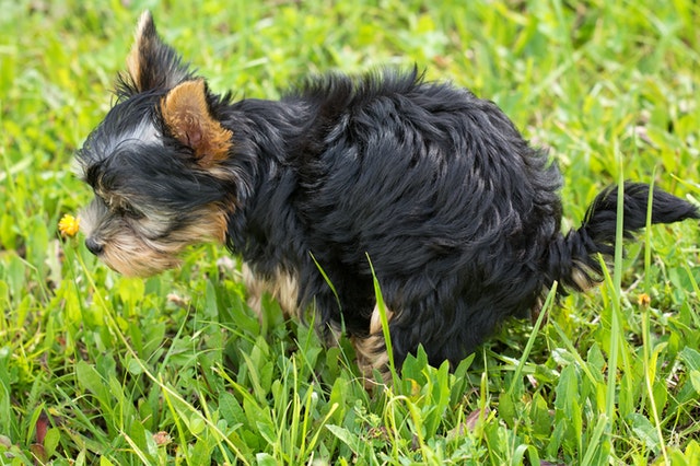 Adiestrar al perro para que no orine en casa