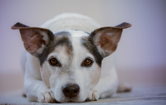 Cómo adiestrar a un perro sordo