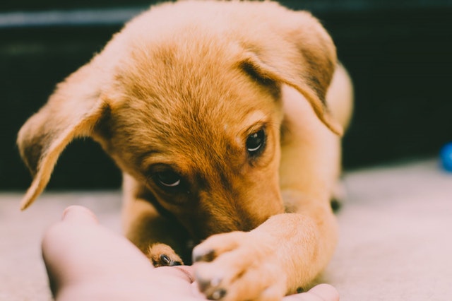 Adiestramiento para perros miedosos en Zaragoza