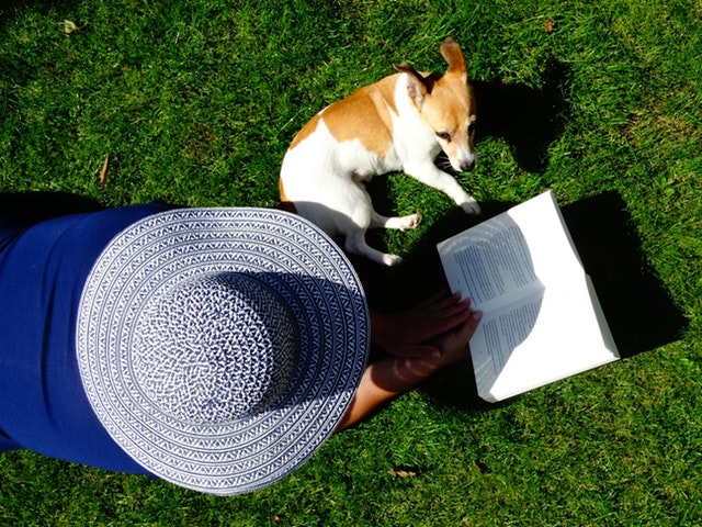 Cómo afecta el verano a mi perro