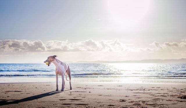 Cómo cuidar a tu perro en verano