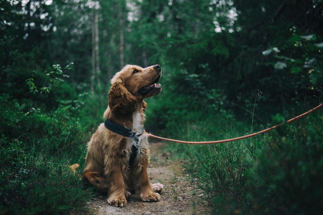 Consejos para pasear al perro